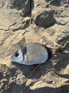 Common Two-banded Seabream