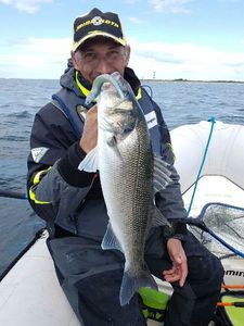 European Bass (Seabass)