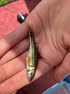 Common Minnow