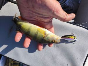 European Perch