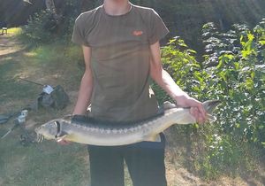 Sturgeon