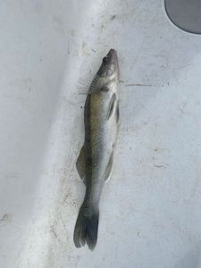Zander