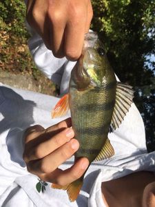 European Perch
