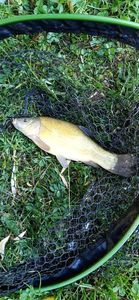 Tench