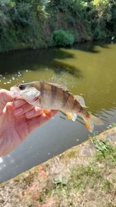 European Perch