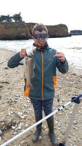 European Bass (Seabass)