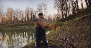 Common Carp