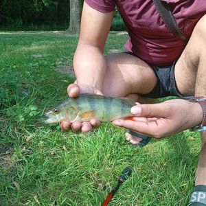 Yellow Perch
