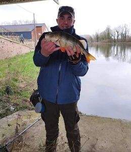 European Perch