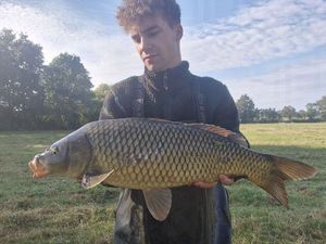 Common Carp
