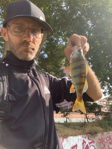 European Perch