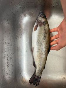Rainbow Trout