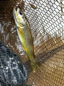 Brown Trout