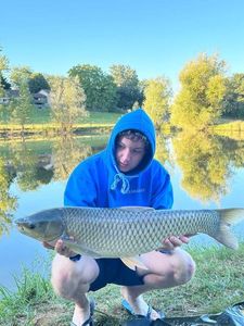 Grass Carp