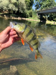 European Perch