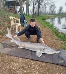 Beluga Sturgeon (European Sturgeon)