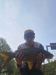 Common Carp