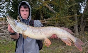 Northern Pike