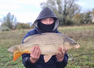 Common Carp