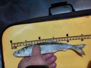 Smelt