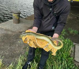 European Eel (Common Eel)