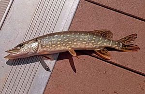 Northern Pike