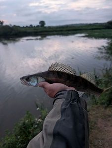 Zander