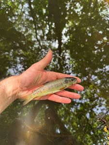 Brown Trout