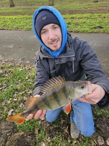 European Perch