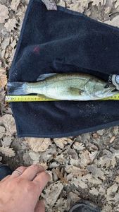 Largemouth Bass