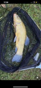 Tench