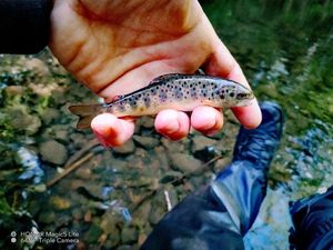 Brown Trout