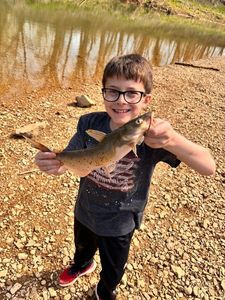 Channel Catfish