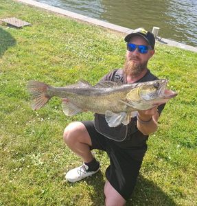 Zander