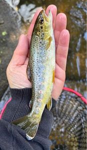 Brown Trout