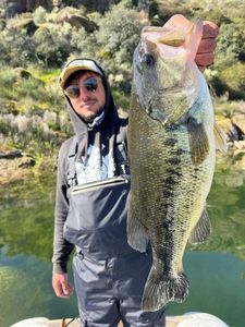 Largemouth Bass