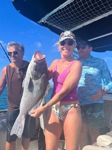 White Grouper