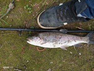 Rainbow Trout