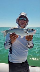 European Bass (Seabass)