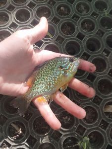 Green Sunfish