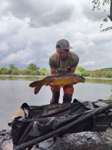Mirror Carp