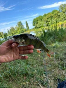 European Perch