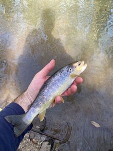 Brown Trout