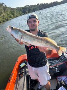 Zander