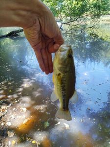 Largemouth Bass