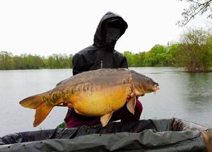 Mirror Carp