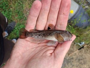 Round Goby