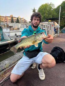 Largemouth Bass