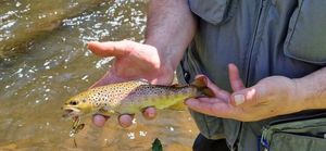 Brown Trout