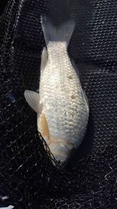 Crucian Carp